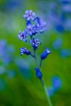 Flower  - 4812