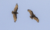 Brown Snake Eagles.