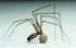 Female Cellar spider with eggs