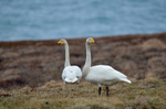 Whooper Swan