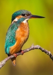 Kingfishers portfolio