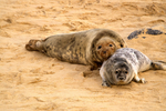 Grey Seal With Weaned Seal Pup