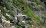 Boobie in Runde island