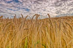 Harvest