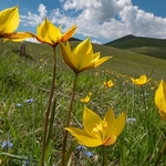 Wild Tulips (Tulipa australis  also T. sylvestris ssp australis) growing above  the Piano Grande