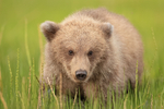 Grizzly Bear cub in marsh, Lake Clark NP, Alaska