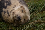 Grey Seal