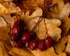Hawthorn Berries