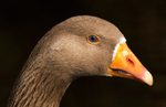 Greylag Goose