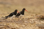 Pair of Magellanic Oystercatchers, Saunders Island, Falklands