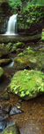 Clear Water, Thomason Foss
