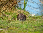 Brown Rat