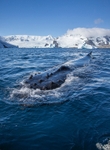 A humpback we named Gloria