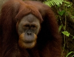 Old Orangutan