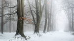 Winters tones