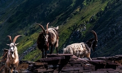 Mountain Goats.