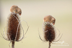 Harvest Mice 260313-1366a