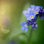 Spring Blues