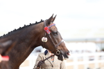 Class 313 - IH Retired Racehorse portfolio