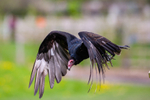 turkey vulture Cathartes aura-4376