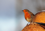 robin
