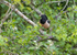 Rose Coloured Starling