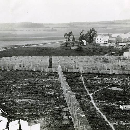 An early photo of a fox farm under construction/expansion in Little River, Albert County, New Brunswick, Canada.