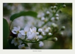 Prunus padus 1