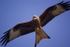 RED KITE 11
