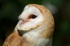 Barn Owl
