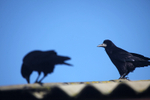 Rooks on a roof in Bristol_0023