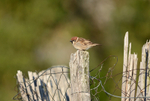 Tree Sparrow