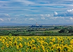 Sunflowers at Bride and Point of Ayre Lighthouse