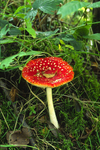 Fly Agaric