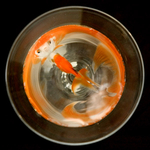 Assignment 3 - The Goldfish