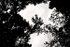 Flower  _FL_020