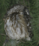 Northern Saw-Whet Owl