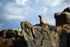 Stellar Sea Lions - 1307