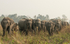 Charge of elephants