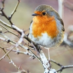 Robin