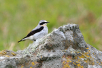 Wheatear (male) perched on a rock on the Isle of Skye