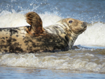 Grey Seal Waving