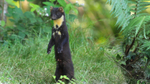 Pine Marten