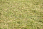 SBM_10412