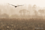 Hunting over the reeds! - Marsh Harrier