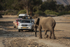 Desert Elephant Approaching the Tourists