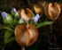 Apple-of-Peru (02)