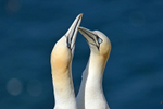 Gannets