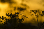 In the world of Damselflies