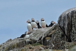 Fife_Puffins 0029